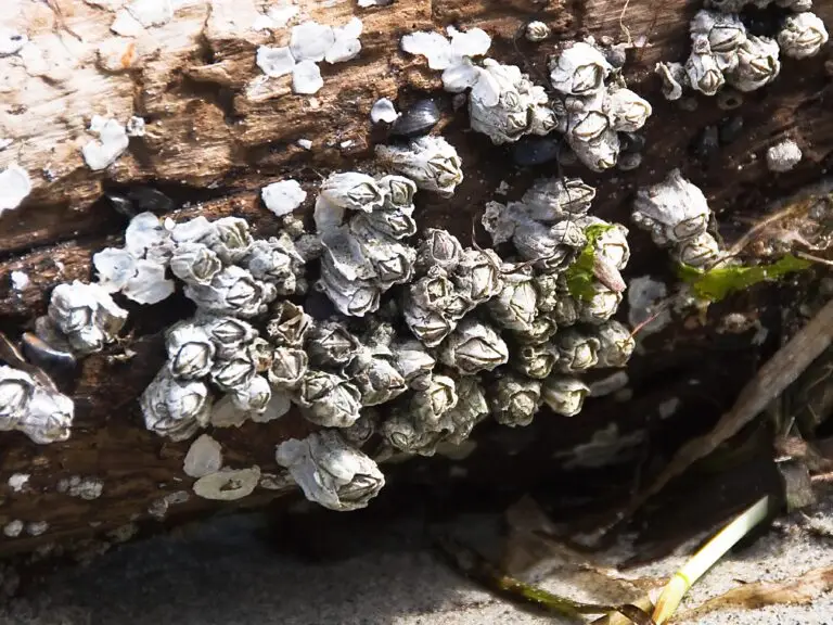 Type of barnacles