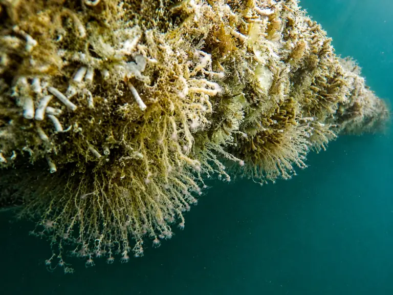 Commercial Diving Bilge Keel Prior